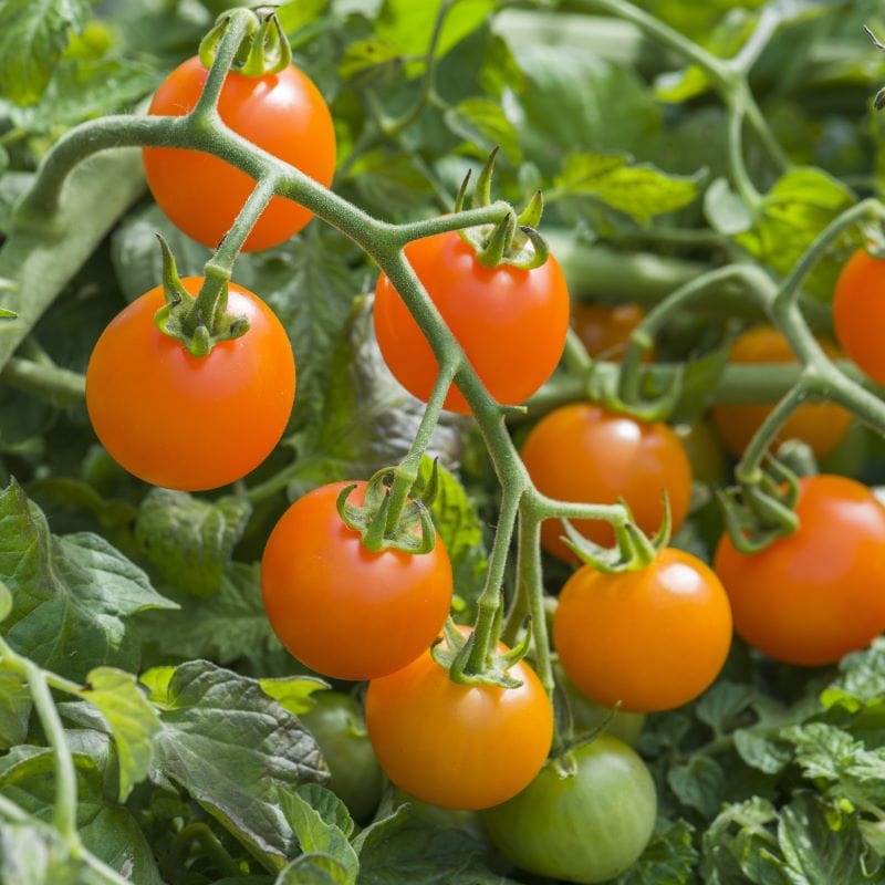 Tomato (Cherry) Orangeto F1 Seeds