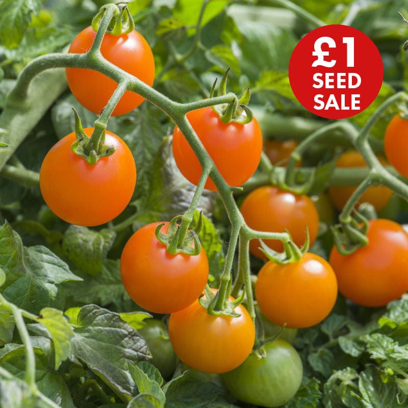 Tomato (Cherry) Orangeto F1 Seeds