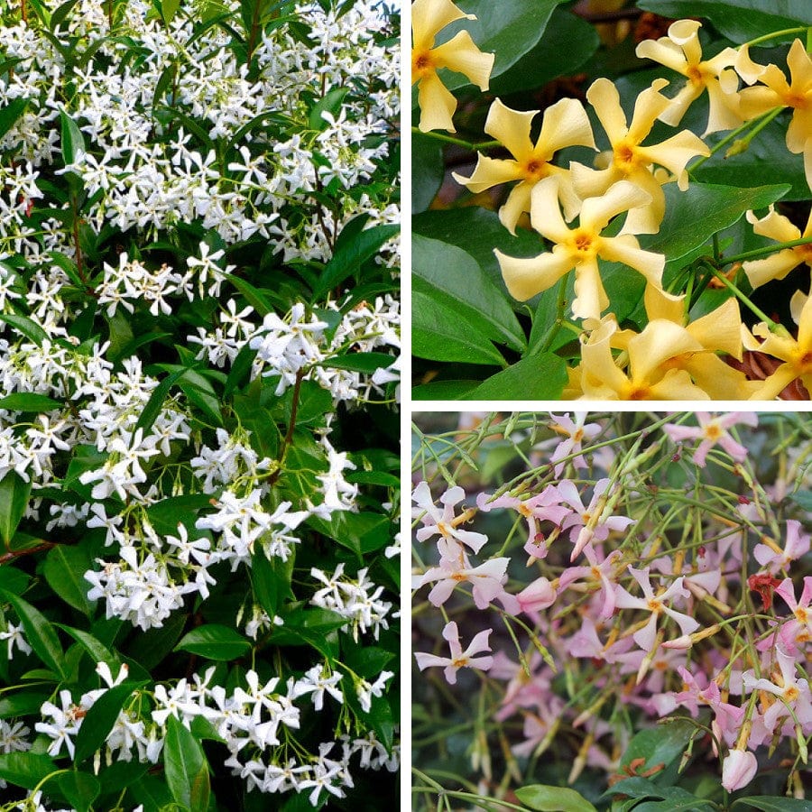 Trachelospermum (Star Jasmine) Collection