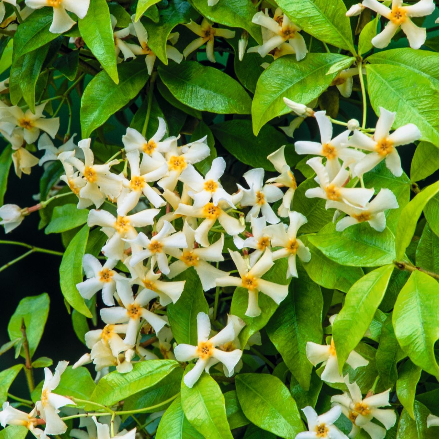 1 x 9cm Potted Plant Trachelospermum asiaticum Golden Memories (Chinese Jasmine) Plants