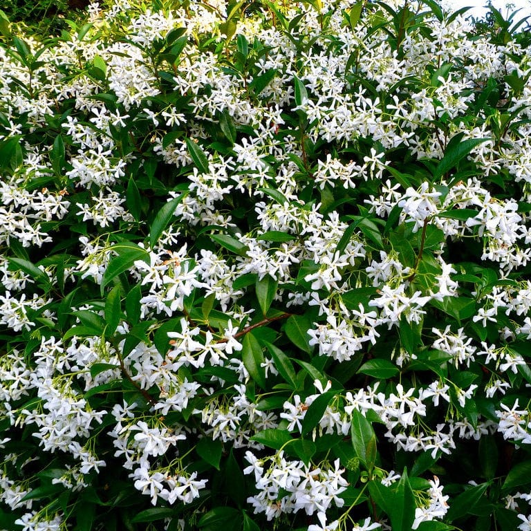 3 x 9cm Potted Plants Trachelospermum jasminoides (Star Jasmine) Plants