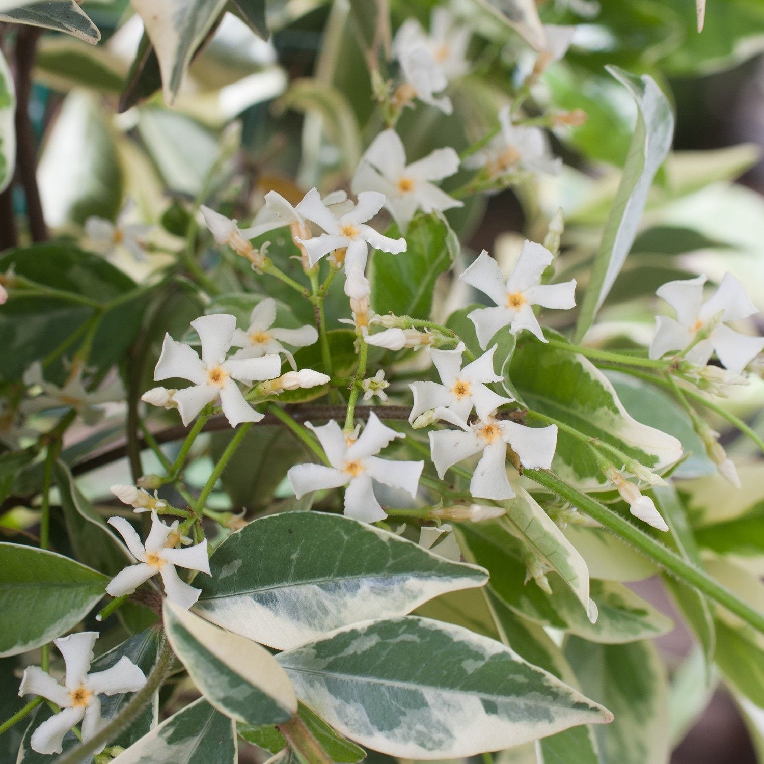 Trachelospermum jasminoides Variegatum (Variegated Star Jasmine) Plants