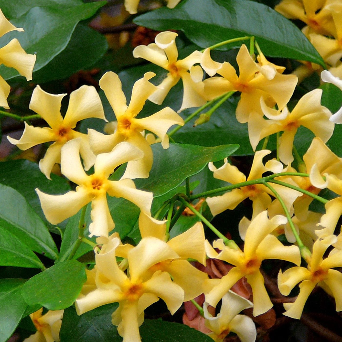 2 x 9cm Potted Plants Trachelospermum jasminoides Star of Toscana (Star Jasmine) Plants