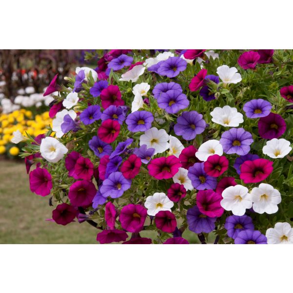 Bouquet of colorful flowers including purple, pink, and white.