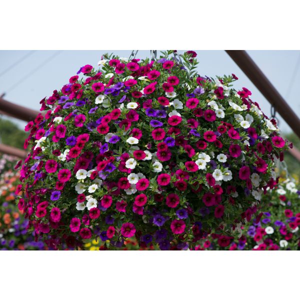 Multicolored flowering plant in a hanging basket against a blurred outdoor background