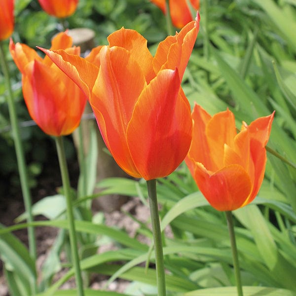 Tulip Ballerina Bulbs