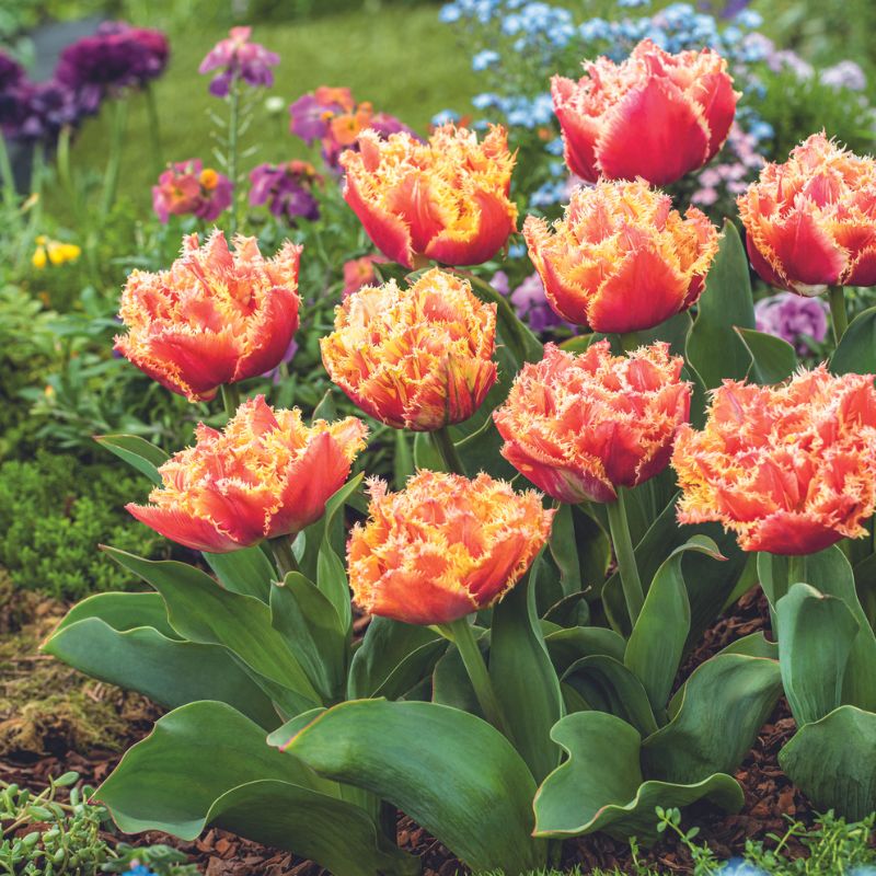 Tulip Brisbane Flower Bulbs