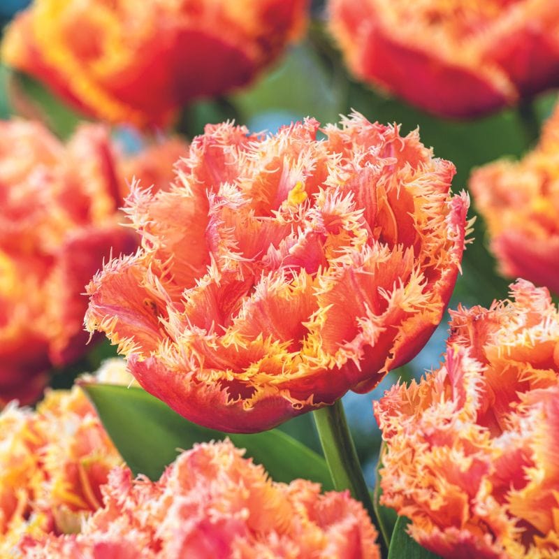 Tulip Brisbane Flower Bulbs