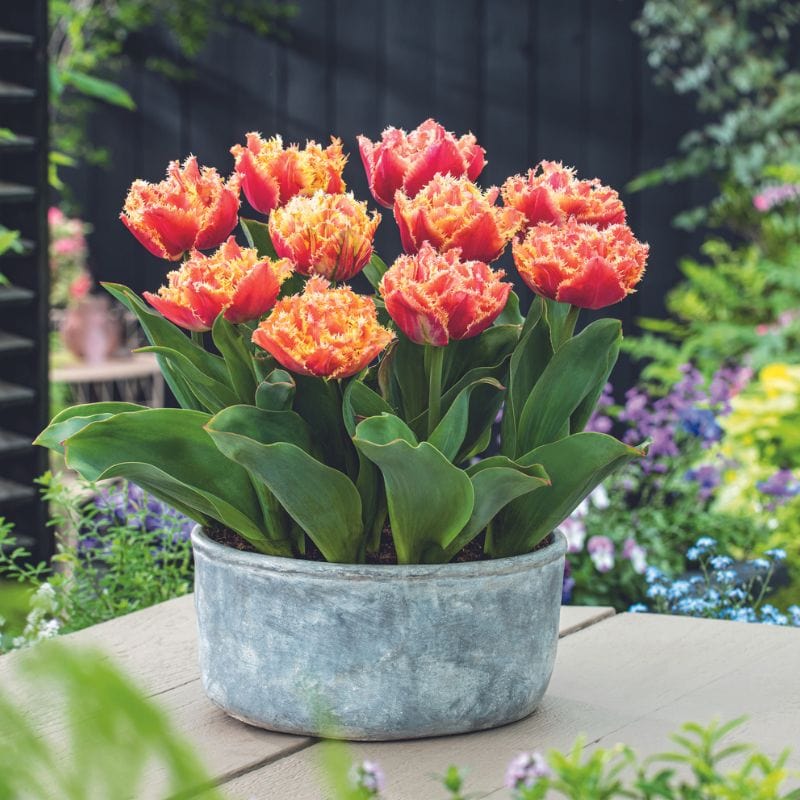 Tulip Brisbane Flower Bulbs