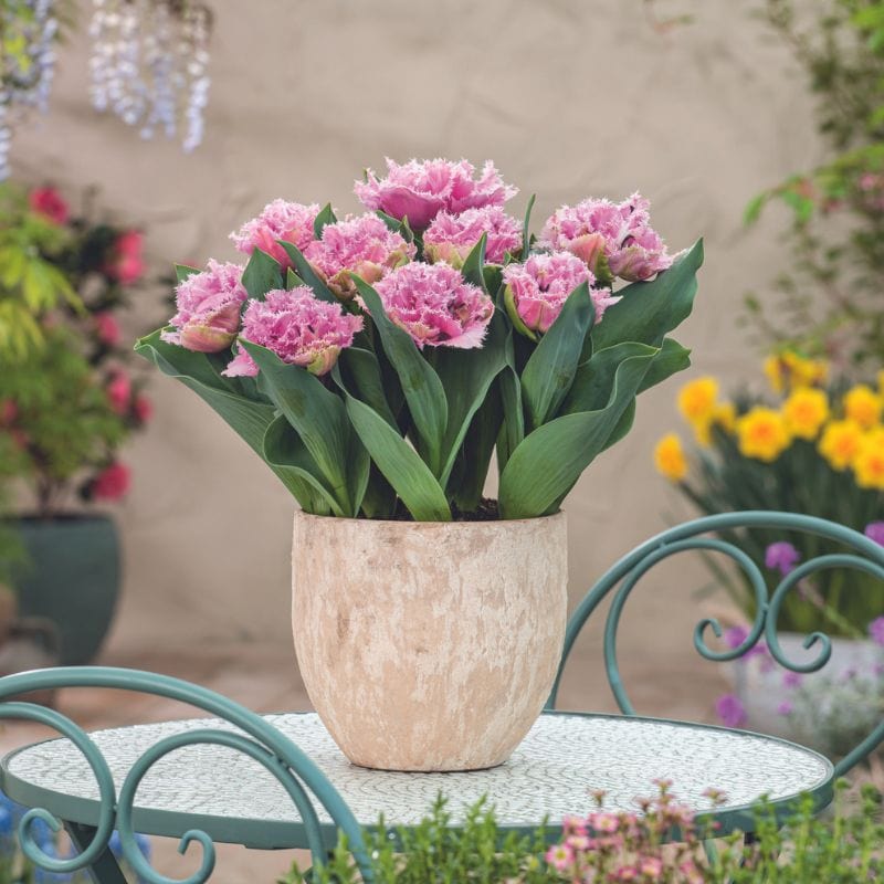 Tulip Cairns Flower Bulbs