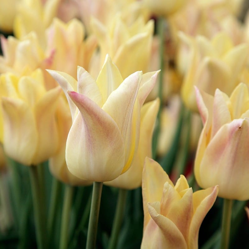 Tulip Late Flowering Bulb Collection