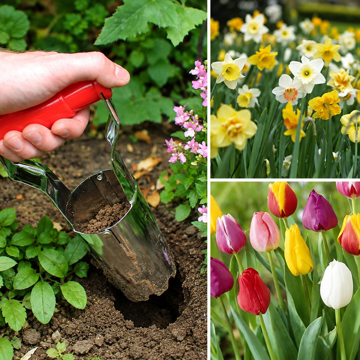Tulip, Narcissus & Bulb Planter Kit