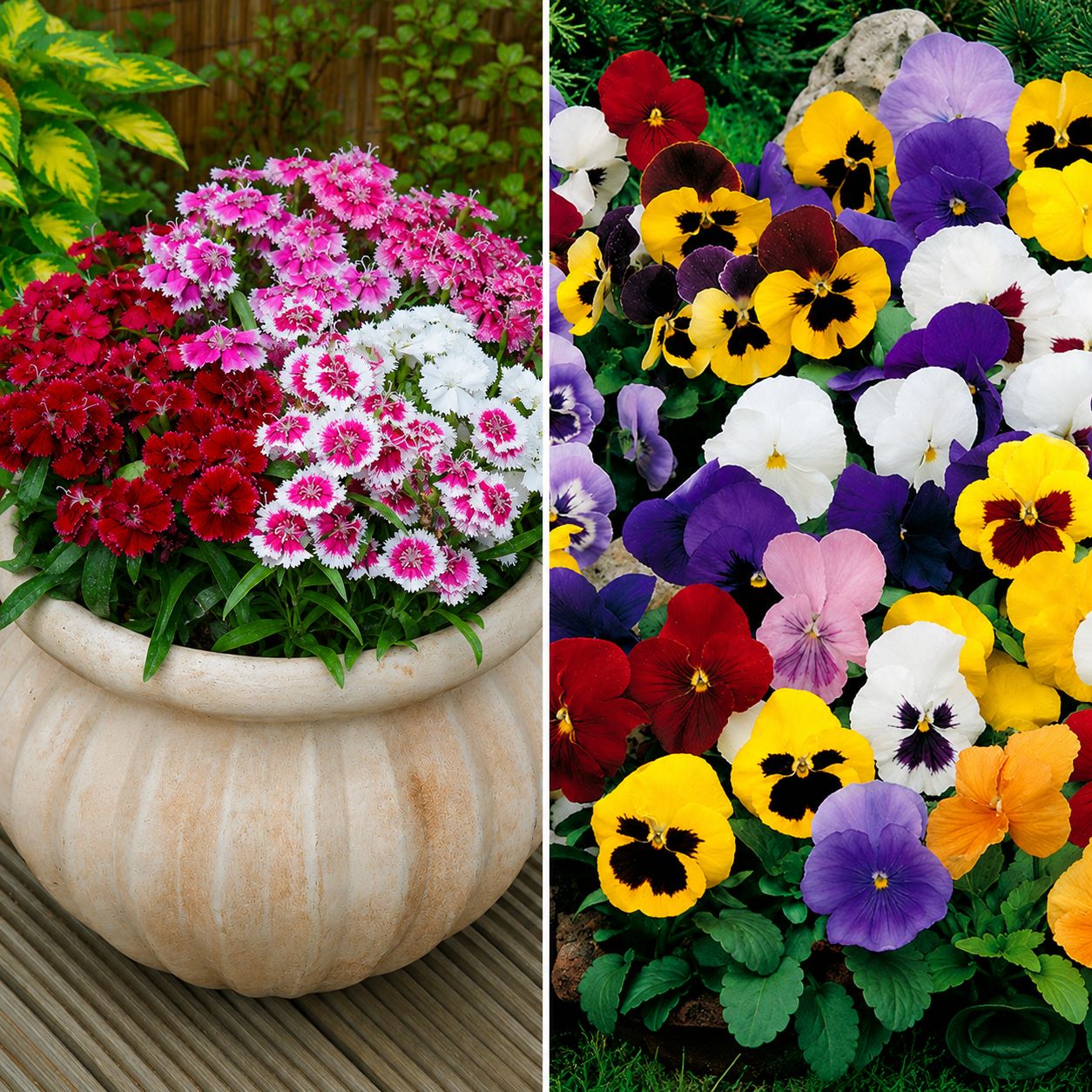 Twice-Flowering Bedding Collection