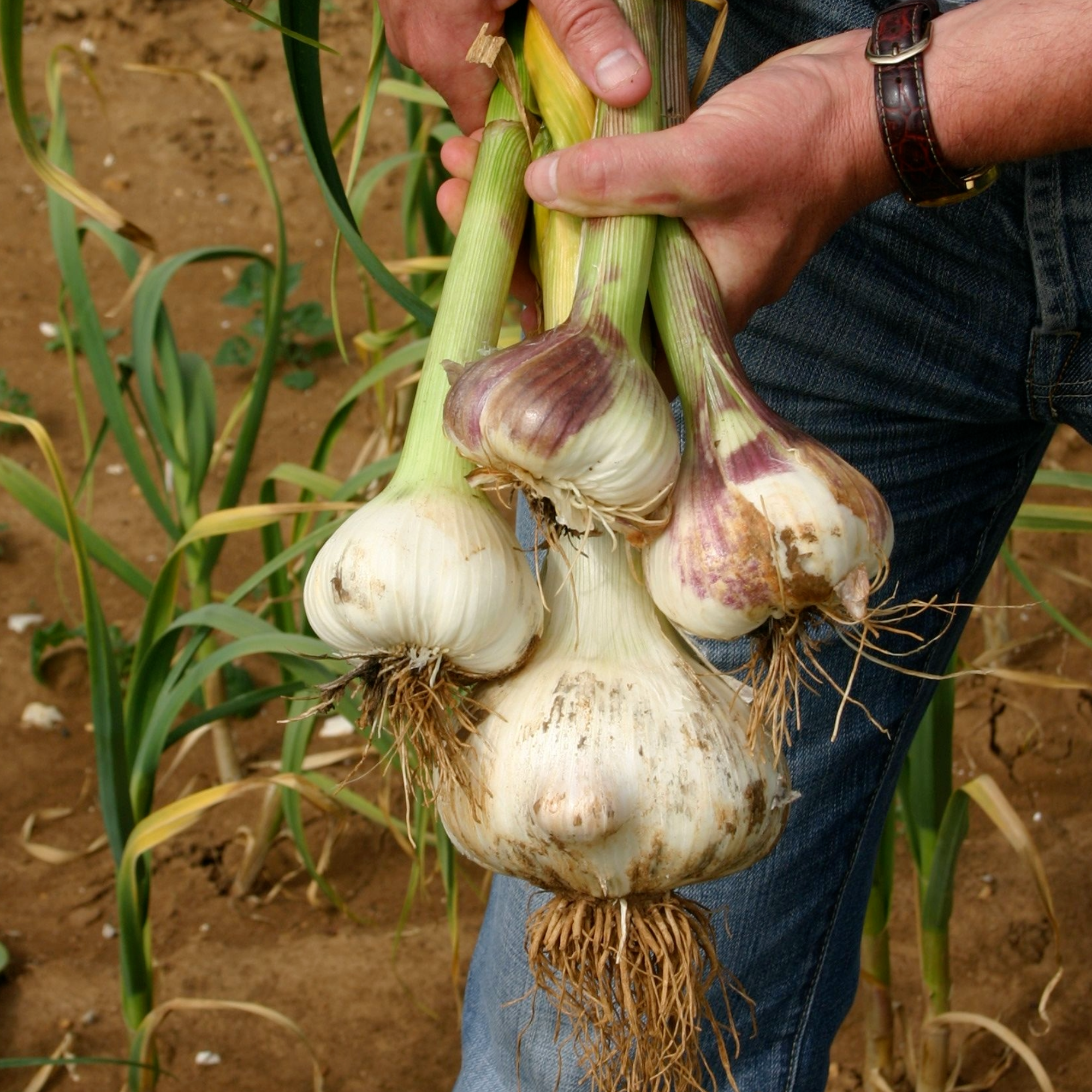 How To Grow Your Best Garlic This Autumn