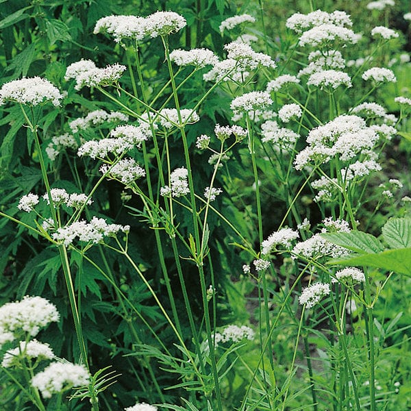 5 young plants Valerian Plants