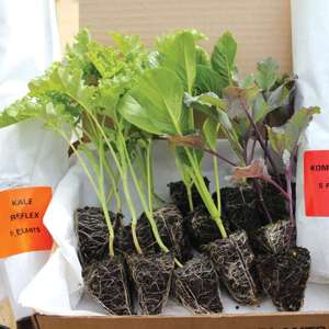 Dwarf French Bean Velour (Early Despatch) Vegetable Plants
