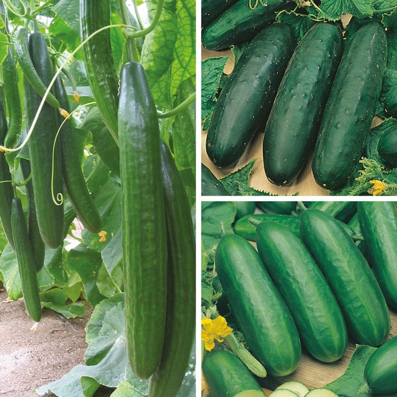 Cucumber Plant Collection