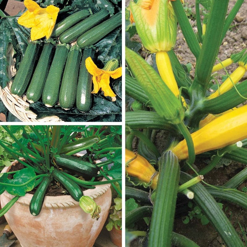 Courgette Vegetable Plant Collection