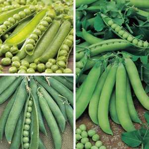 Pea Vegetable Plant Collection