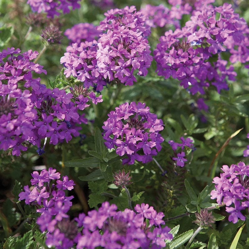 3 x 9cm Plants Verbena Homestead Purple Flower Plants