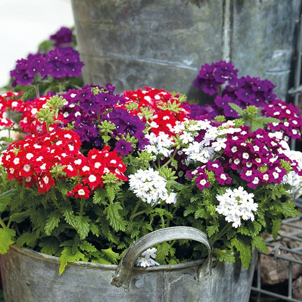 Verbena Quartz Mixed F1 Flower Plants