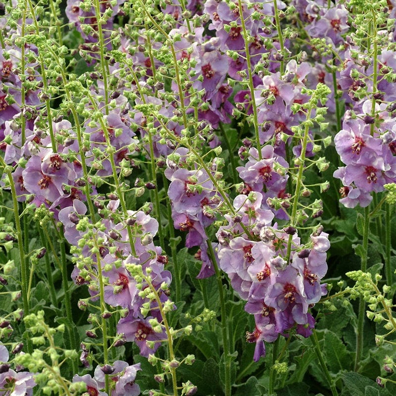 3 Young Plants Verbascum Sugar Plum Flower Plants