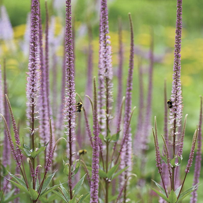 Veronicastrum Pink Glow Flower Plants