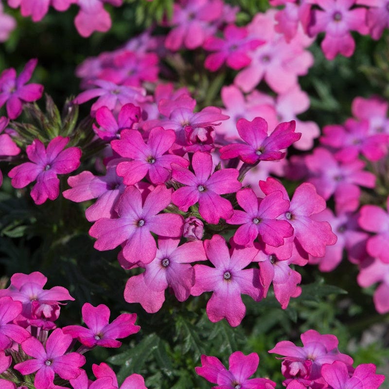 15 Young Plants Verbena Enchantment Hot Pink Flower Plants