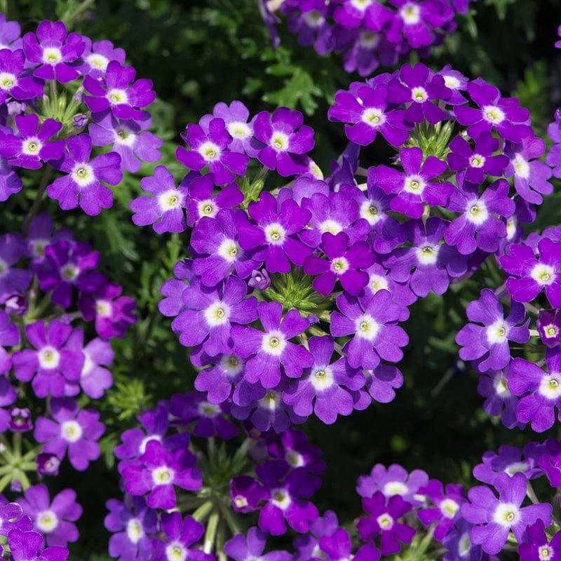 5 Young Plants Verbena Enchantment Violet Eye Flower Plants