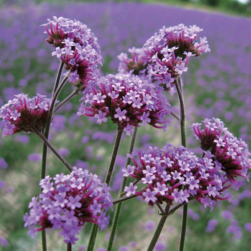 Close-up of purple flowers with a blurred field of similar flowers in the background