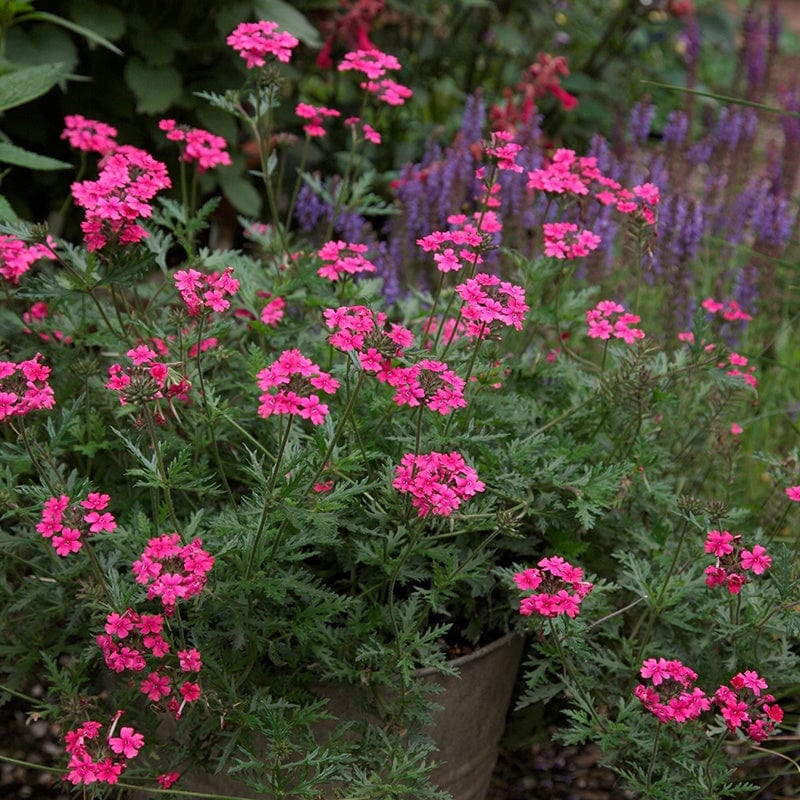 3 x 9cm Plants Verbena Sissinghurst Flower Plants