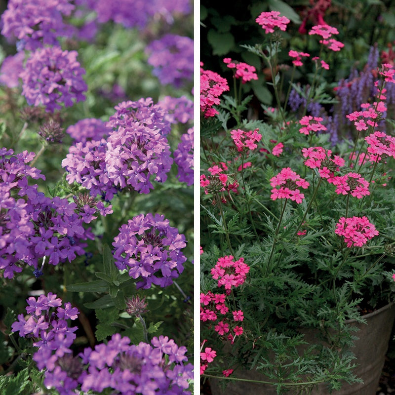 Verbena For Pots Flower Plant Collection