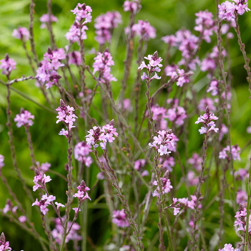 Verbena Bampton Flower Plants