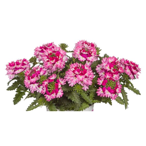 Potted plant with pink flowers on a white background