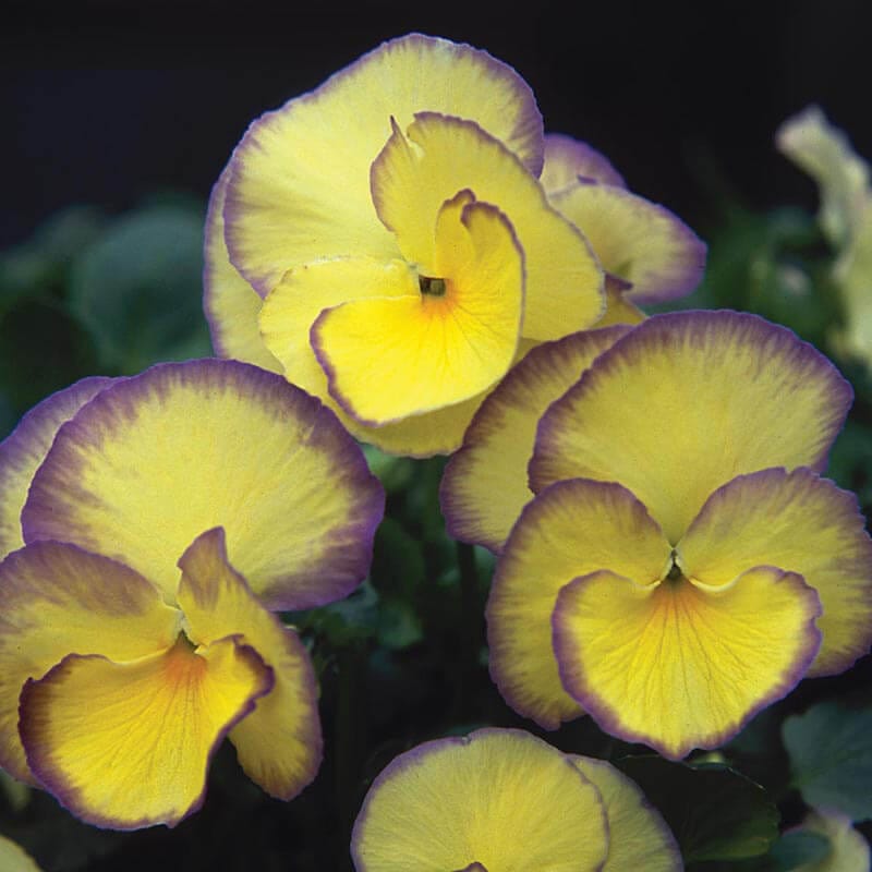 Viola Etain Flower Plants