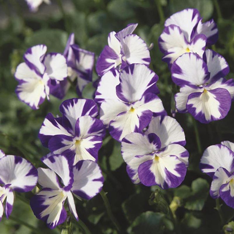 Viola Flower Plant Collection
