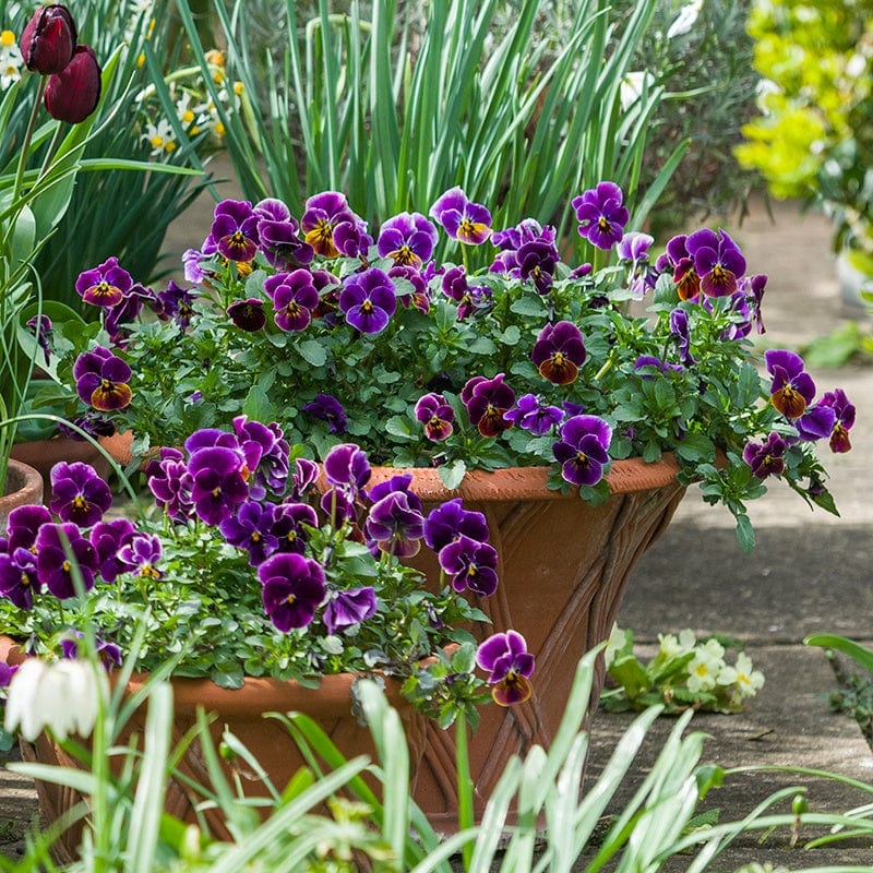 Viola Sorbet Imperial Shades F1 Flower Plants