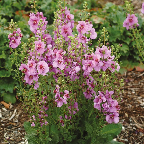 Verbascum Flower Plant Collection