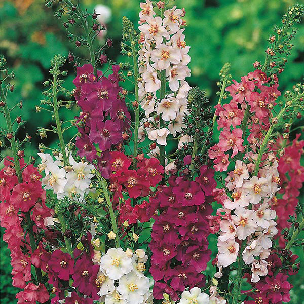 Colorful flower arrangement with pink, white, and red flowers on a green background