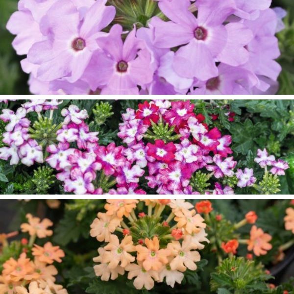 Verbena Vectura Flower Plants