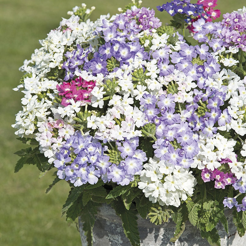 Bouquet of white, purple, and pink flowers in a pot with a blurred green background