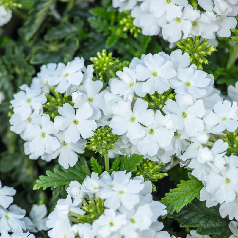 Close-up of white flowers with green leaves