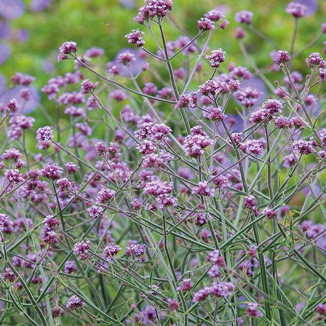 Verbena bonariensis Lollipop