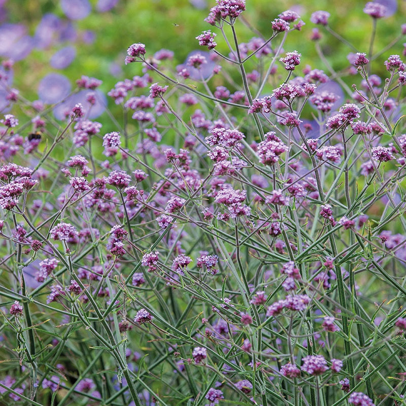 Close-up of pink flowers with green stems against a blurred natural background