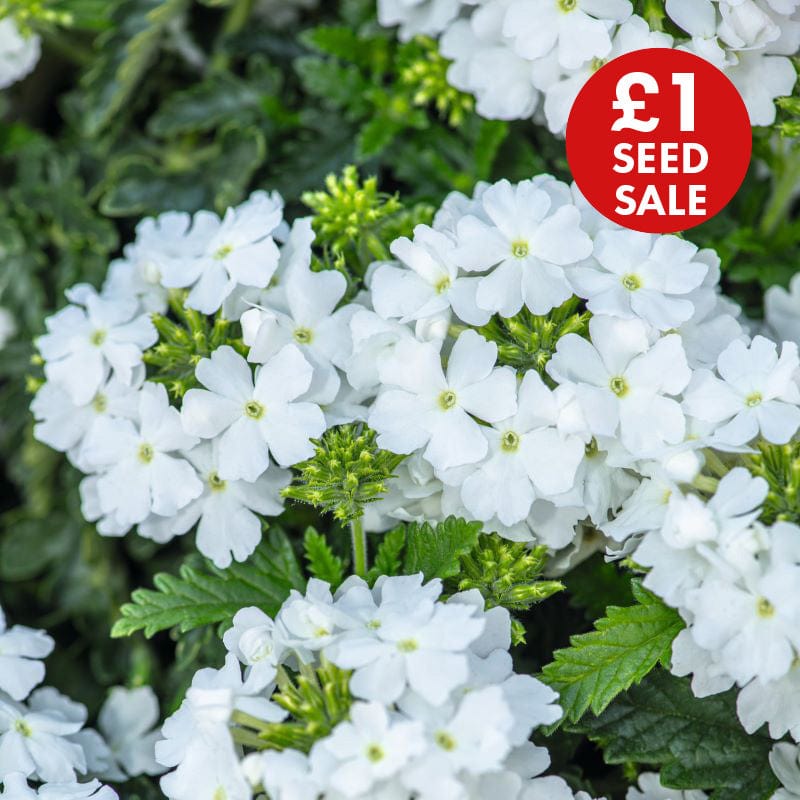 Verbena Scentsation White Seeds