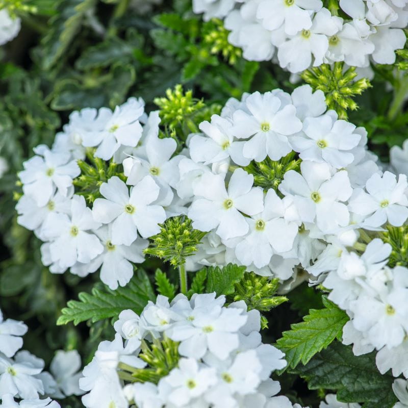 Verbena Scentsation White Seeds