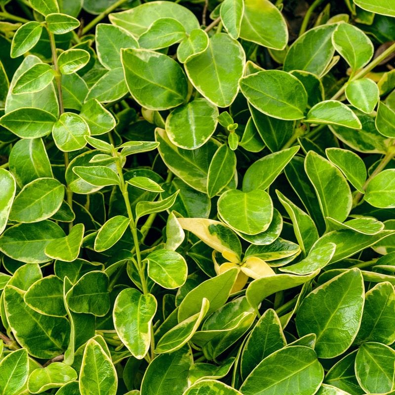 Vinca minor Argenteovariegata Shrub Plants