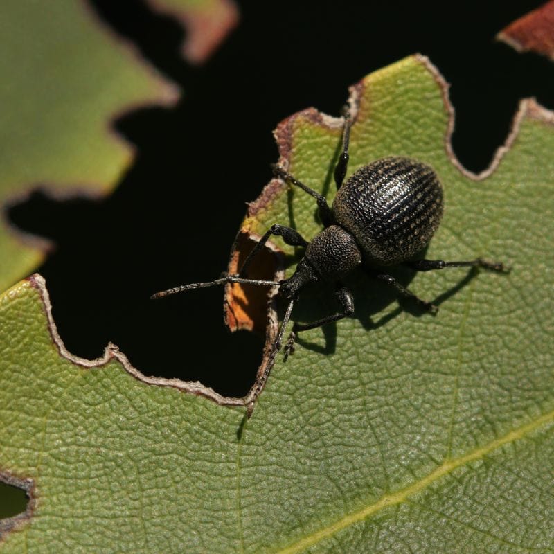 NemaKnights Nematodes All Purpose Biological Chafer Grub and Vine Weevil Control