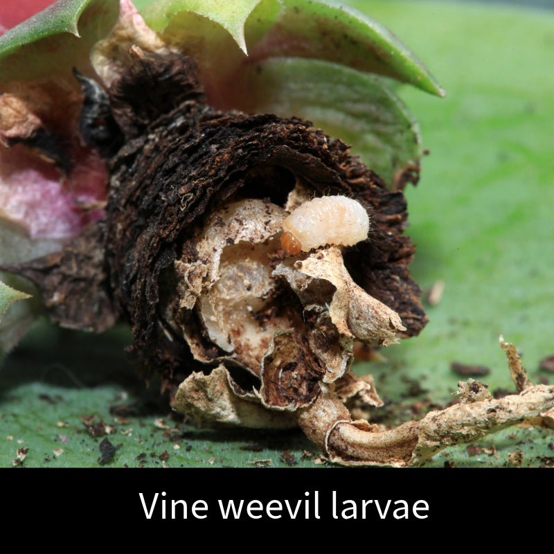 Vine Weevil Control Nematodes 100sq.m