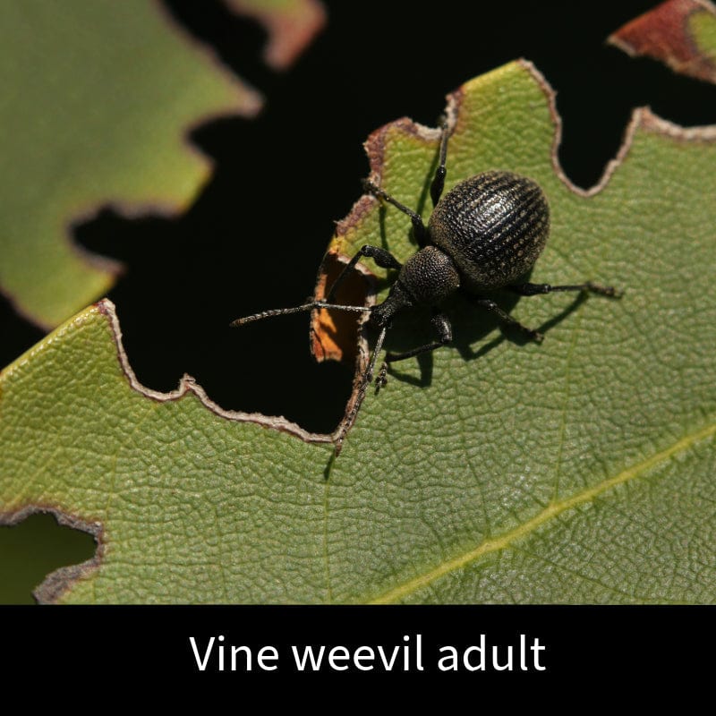 Vine Weevil Control Nematodes 12sq.m